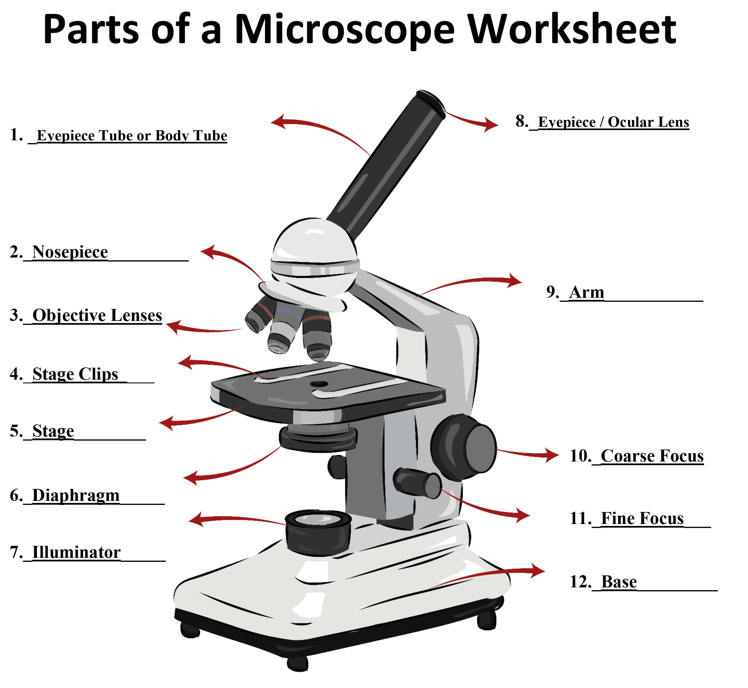 <p>Tube, Revolving Nosepiece, Objective Lenses (low, medium, high), Stage Clips, (Iris) Diaphragm, Lamp/Light Source, Eyepiece/Ocular Lens, Arm, Stage, Coarse Adjustment Knob, Fine Adjustment Knob, Base</p>