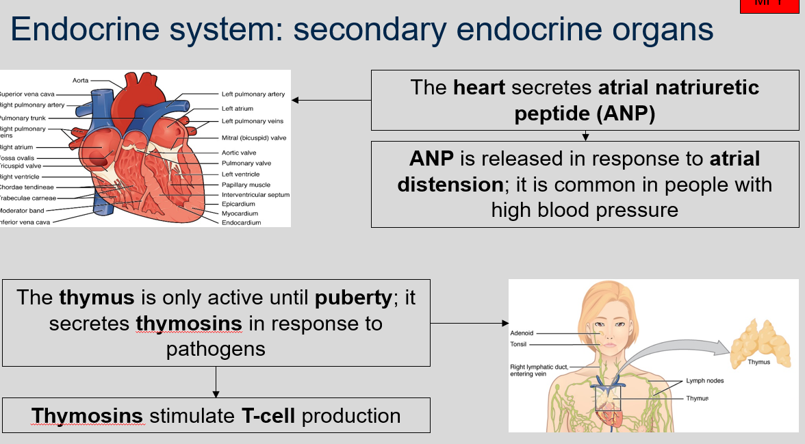 The heart secretes atrial natriuretic peptide (ANP). ANP is released in response to atrial distension. It is common in people with high blood pressure. 