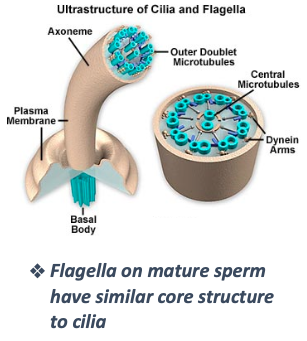 <p>What are cilia and what is their structure?</p>