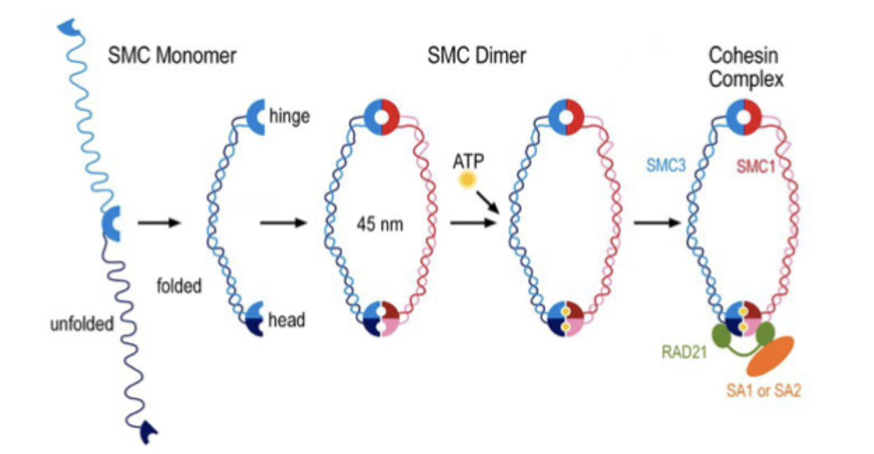 <p>A protein complex that holds sister chromatids together and organizes chromatin during cell division.</p><p>heterodimer of SMC proteins (1 and 3) and non-SMC subunits (ATP, RAD21, SCC1/2)</p>