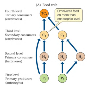 <p>groups of spp that have similar ways of obtaining energy</p><p>based on the # of feeding steps separated from autotrophs</p><p>have similar roles in moving energy through the ecosystem</p><p>all organisms are either consumed by organims or enter the pool of dead organic matter</p>