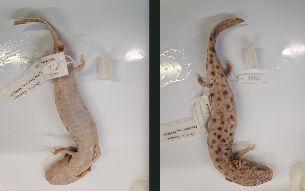 <p>Scientific name and diagnostic features</p>