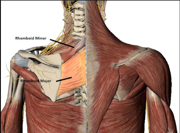 <p>O-spinous processes of T2-T5 • </p><p>I-medial border of scapula •</p><p> N-dorsal scapular nerve • </p><p>F-retract and fix the scapula</p>