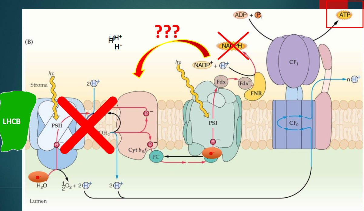 <ul><li><p><strong>PSII déconnecté :</strong> pas de production d'O2 ni de libération d'électrons à partir de l'eau.</p></li><li><p><strong>Cycle cyclique autour du PSI :</strong></p><ul><li><p>Les électrons sont renvoyés vers le <strong>cytochrome b6f</strong> puis récupérés par le <strong>Plastocyanine (PC)</strong>.</p></li><li><p>Ils retournent vers le PSI sans passer par le PSII.</p></li><li><p>Cela génère un pompage de protons dans le lumen → augmentation du gradient de protons → production d'ATP par l'ATP synthase.</p></li><li><p><strong>Pas de NADPH produit.</strong></p></li></ul></li></ul><p></p>