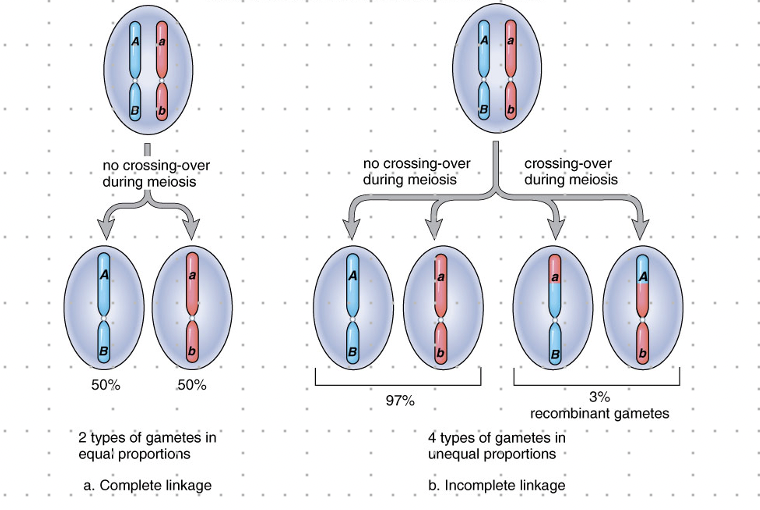 <p>-a chromosome has several genes, and the sequence of those genes is fixed bc each allele has a specific locus.</p><p>-all genes on a single chromosome form a linkage group. when linkage is complete, a dihybrid produces only 2 types of gametes</p><p>-any time traits are inherited together, a linkage group is suspected. or, if very few recombined phenotypes appear in offspring, linkage is also suspected</p>