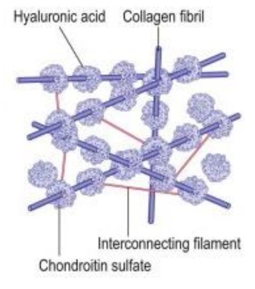 <p><strong>98.5-99.7% water </strong></p><p>Dilute solution of salts, soluble proteins, + hyaluronic acid </p><p>Collagen meshwork (insoluble protein) </p><p>Three major components (besides water):</p><ol><li><p><strong>Collagen</strong></p><ul><li><p>Collagen content highest: </p><ul><li><p><strong>Vitreous base &gt; posterior cortex &gt; anterior cortex &gt; center </strong></p></li></ul></li><li><p>Mostly Collagen<strong> Type II </strong></p></li><li><p><strong>3 identical α-chains form a triple helix </strong></p></li><li><p>Collagen fibrils <strong>interconnect with hyaluronic acid</strong></p></li></ul></li><li><p><strong>Hyaluronic Acid</strong></p><ul><li><p><strong>Glycosaminoglycan</strong> </p></li><li><p>Long, unbranched coiled molecule </p></li><li><p><strong>Hydrophilic </strong></p></li><li><p><strong>Maintains wide spacing</strong> between fibrils </p></li><li><p>Stabilizes the network formed by collagen strand </p></li><li><p><strong>Concentration distribution similar to collagen</strong></p></li></ul></li><li><p><strong>Hyalocytes</strong></p><ul><li><p><strong>Vitreal cells </strong>(specific to vitreous)</p></li><li><p><strong>Single, widely spaced layer in cortex </strong>near vitreal surface </p></li><li><p>Synthesize hyaluronic acid &amp; Glycoproteins </p></li><li><p>Phagocytic properties- <strong>break down metabolic waste</strong></p></li><li><p><strong>Fibroblasts</strong> also located in vitreous base, </p><ul><li><p>May be mistaken for hyalocytes </p></li><li><p><strong>Synthesize collagen fibrils </strong></p></li><li><p><strong>Active in pathology</strong></p></li></ul></li></ul></li></ol><p></p>