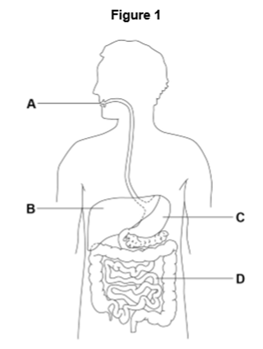 <p>C</p>