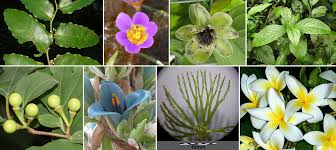 <p>What percent of plant diversity do angiosperms represent?</p>