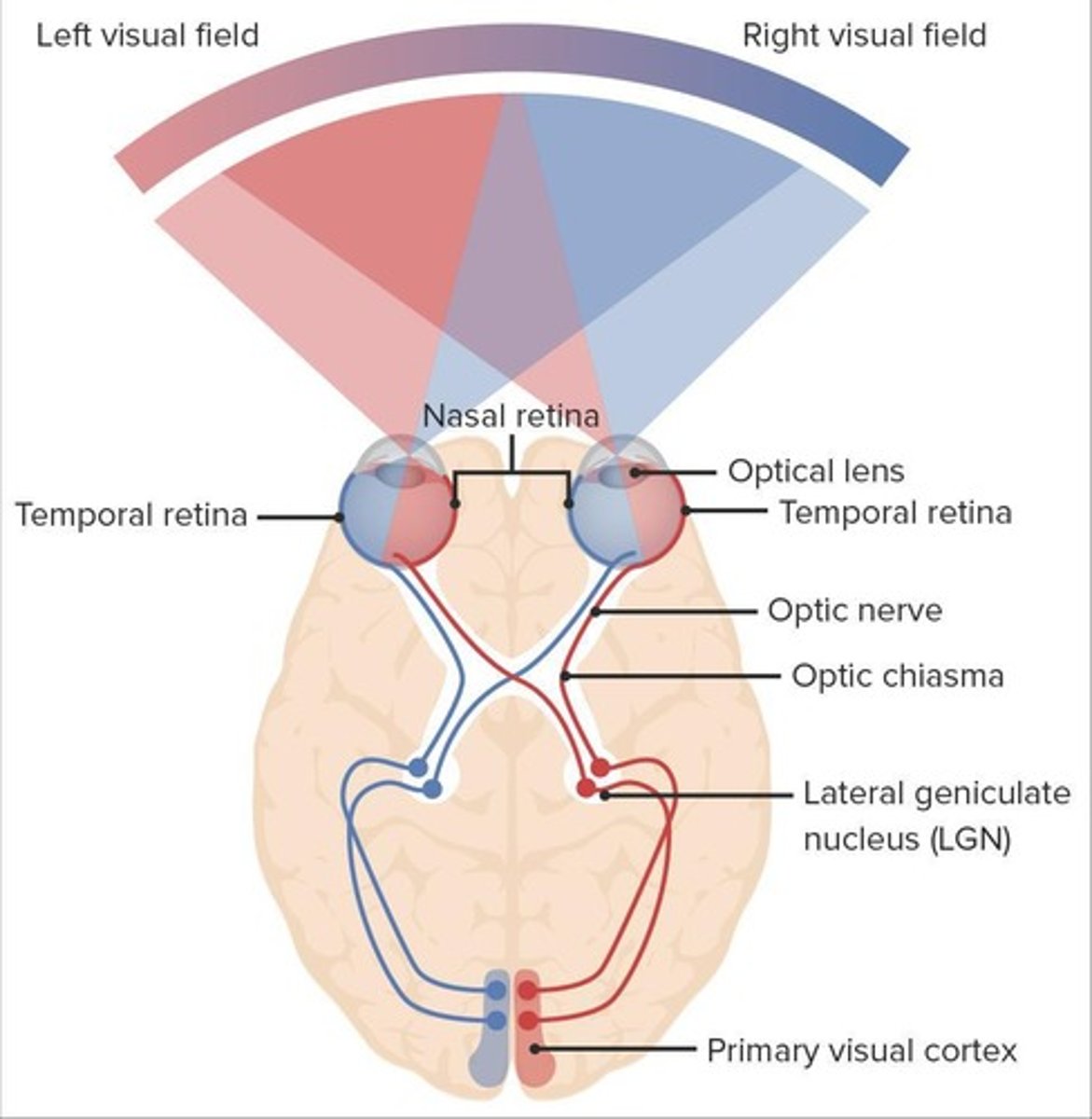 <p>Order: 1. Photoreceptors 2. Ganglion cells 3. Optic chiasm 4. Optic tract 5. Thalamus 6. Primary visual cortex.</p>