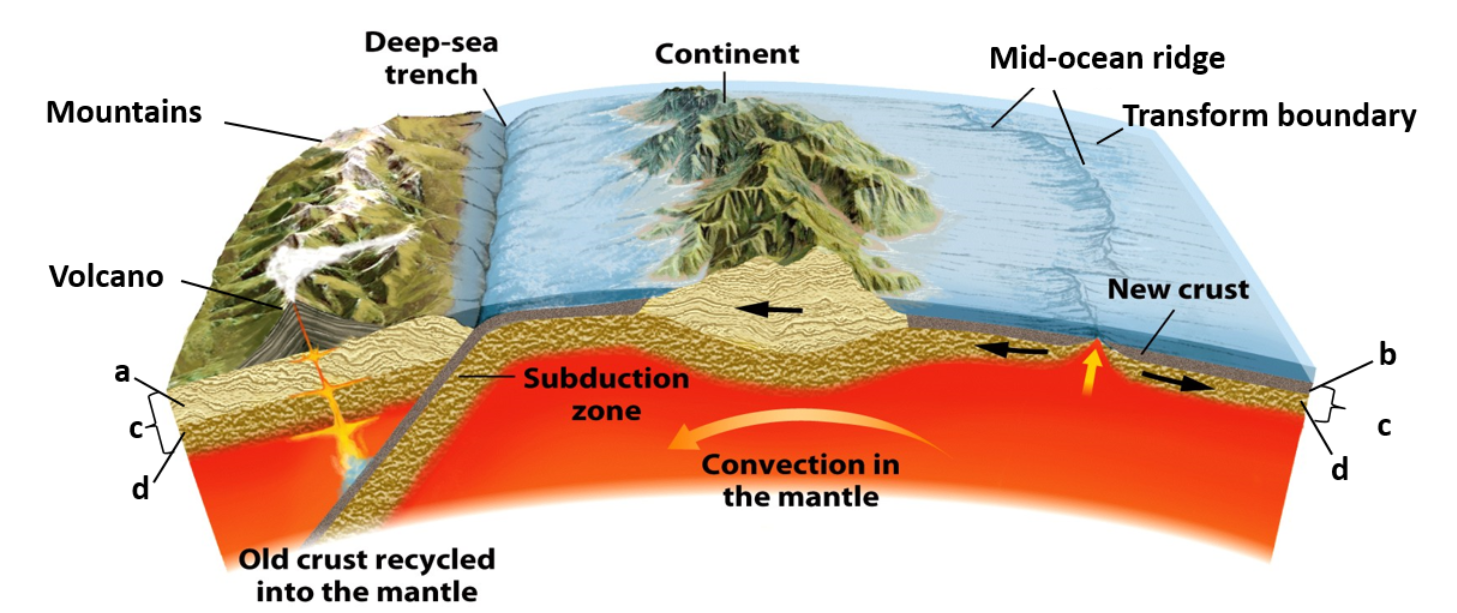 <p><strong>a = continental crust</strong></p><p><strong>b = oceanic crust</strong></p><p><strong>c = lithosphere</strong></p><p><strong>d = rigid uppermost mantle</strong></p><ul><li><p><strong>all of the above layers are involved in plate motion</strong></p></li></ul><p></p>