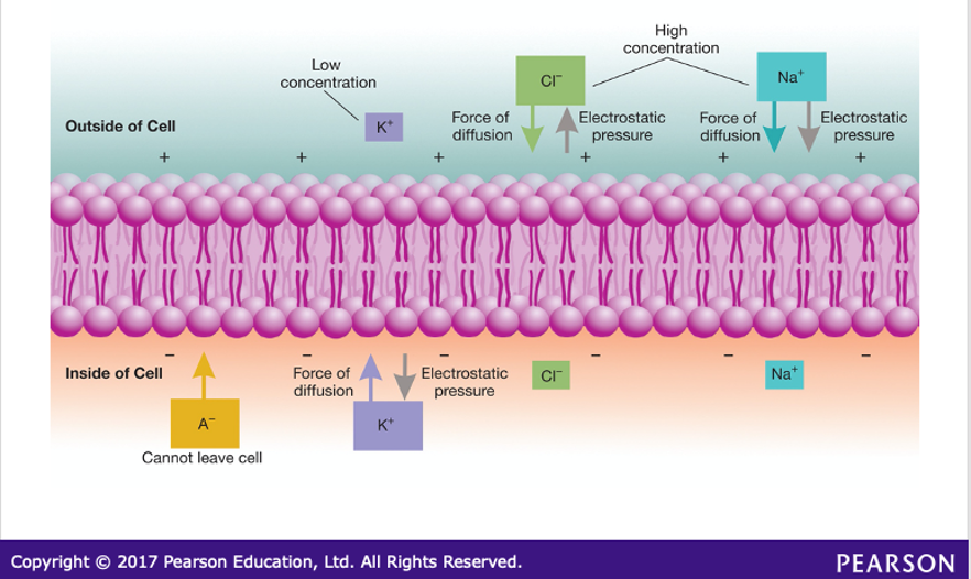 <ul><li><p>concentrated inside the cell</p></li><li><p>through diffusion it wants to move out </p></li><li><p>electrostatic - attracted to the inside (-)</p></li><li><p>forces balance so they K+ stays put</p></li></ul><p></p>
