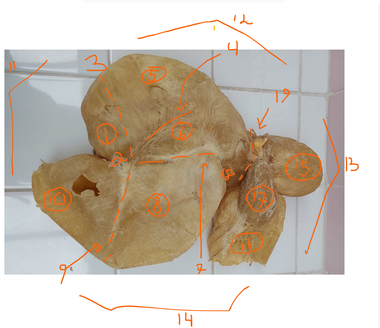 <p>complex stomach of ruminant - right side. </p>