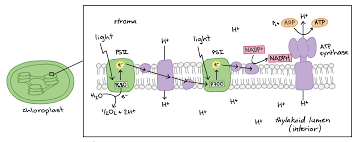 <ul><li><p>Light energy strikes Ps I (P700) and electrons are transferred to the primary electron acceptor </p></li><li><p>Electrons continue down the electron transport chain to the next molecule which is Ferredoxin </p></li><li><p>Energy form the electrons create the formation of NADPH using the enzyme NADP reductase</p></li><li><p>End result of electrons being released from water is the production of ATP and NADPH and the production of oxygen</p></li></ul><p></p>