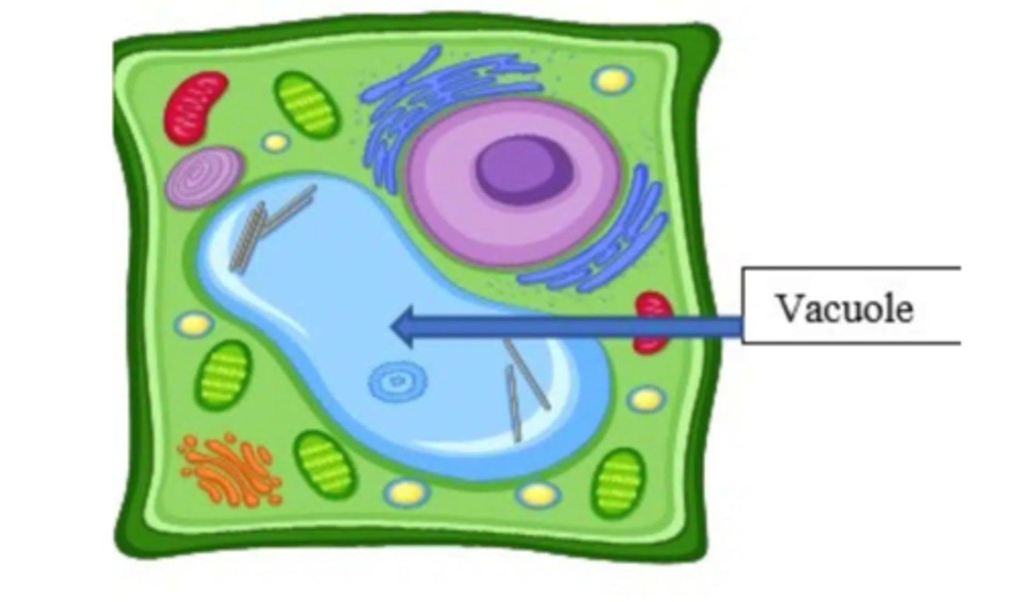 <p>PLANT CELLS ONLY </p><p>Structure</p><p>Massive central structure</p><p>Function</p><p>Storage center (mostly water &amp; nutrients)</p><p>Pressure increases rigidity</p><p>Folds in on itself</p><p>Pressure inside central vacuole goes down => loses rigidity</p>