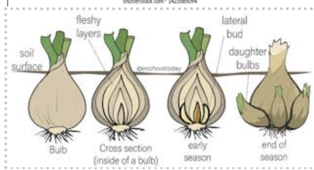 <p><span style="line-height: 17px;"><strong> </strong>a form of asexual reproduction A form of vegetative propagation where a new, genetically identical plant grows from a bud at the base of a parent bulb. It consists of a short stem and a cluster of fleshy leaves that store food for the new plant.&nbsp;e.g onion </span></p>