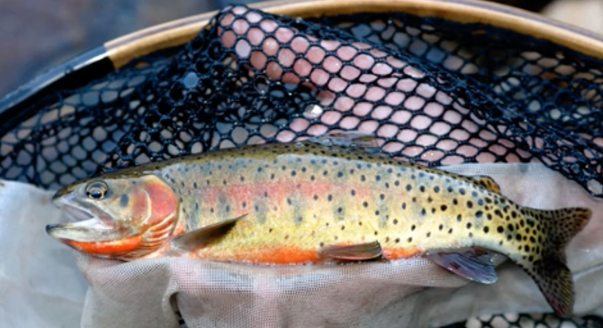 Greenback cutthroat trout

