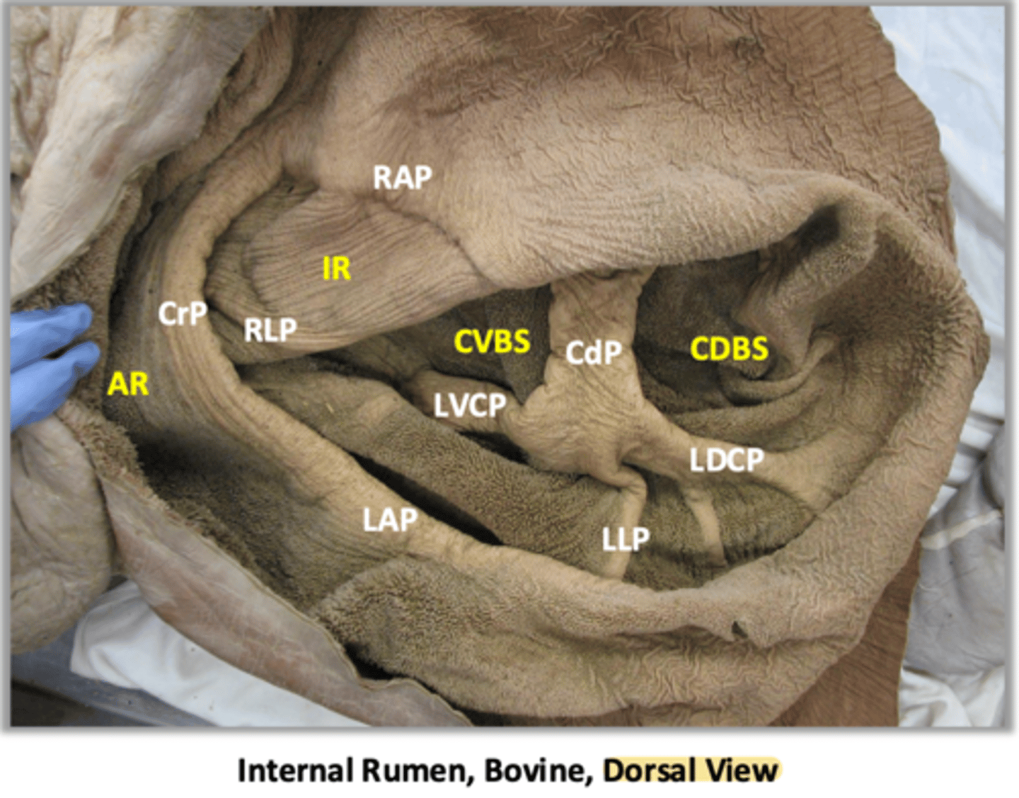 <p>which caudal ruminal pillar is said to resemble a bow tie and which abbreviation is it in this image</p>