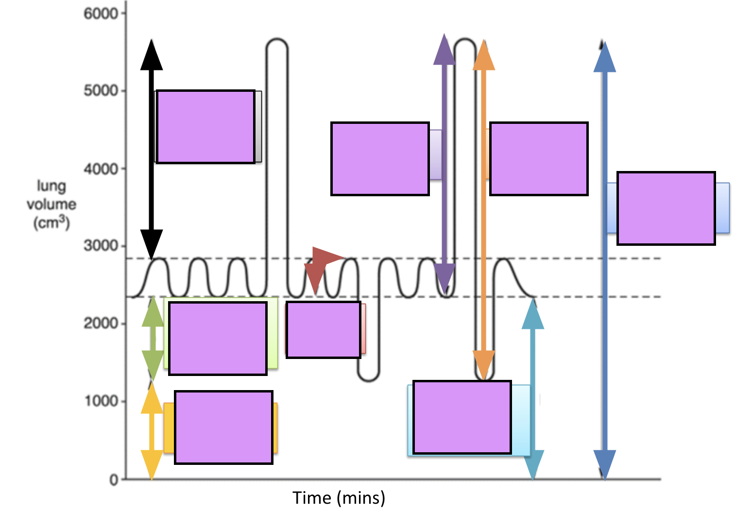 <p>label a lung volume graph</p>