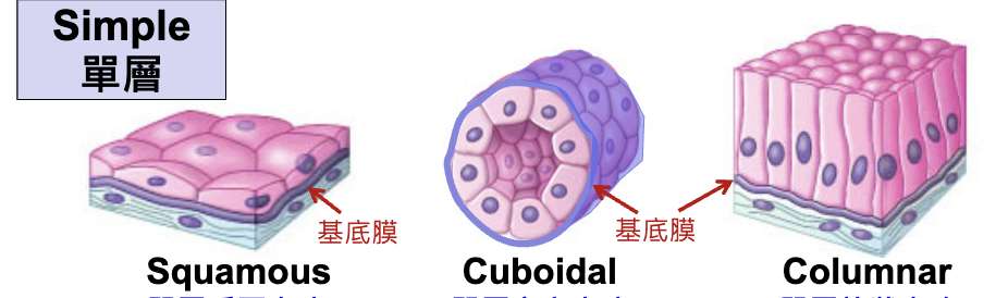 <p>squamous, cubodial, columnar</p>