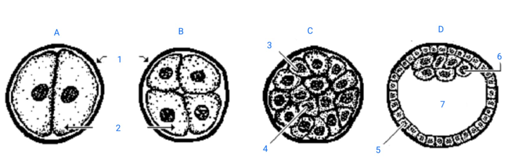 <p>C</p>