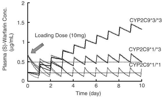 <ul><li><p>Around 800 known polymorphisms</p></li><li><p>CYP2C19*2, <em>3 and </em>4 all have reduced activity towards S-Warfarin</p></li><li><p>Increased abnormal bleeding in patients with variant CYP2C9 alleles (*2 - 4*)</p></li><li><p>The FDA-approved drug label for warfarin states: “that CYP2C9 and VKORC1 genotype information, when available, can assist in the selection of the initial dose of warfarin”</p></li></ul><p></p>