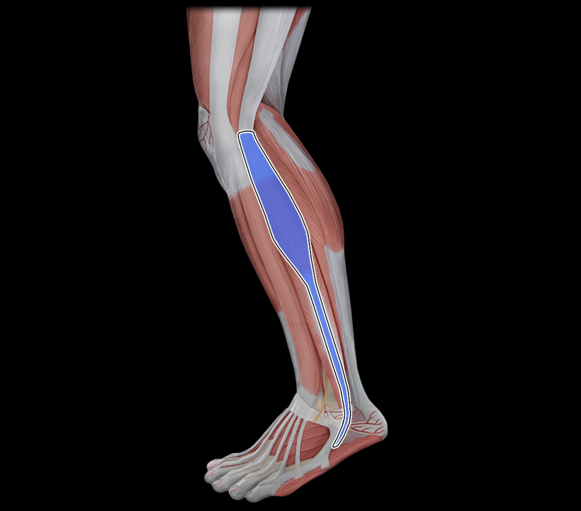 knowt flashcard image