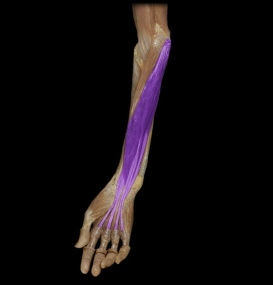 <p><em>table 1, median n (C7-T1), PIP/MCP joint flexion digits 2-5</em><br><em>O: medial epicondyle of humerus</em></p>