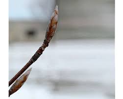 smooth bark 

bleeding canker disease very bad

not as serrated but leathery and elliptical purplish leaves

large purple bud