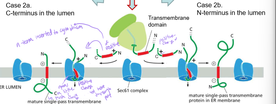 <ol><li><p> The transmembrane domain is simply recognized by SRP when it leaves the ribosome.</p></li><li><p> Sec61 will orient them into the membrane of the ER.</p></li><li><p>If the whichever side of the protein has more positive amino acids, will face outwards towards the extra cellular fluid. This is because the outside membrane of the ER is negatively charged</p></li></ol><p></p>