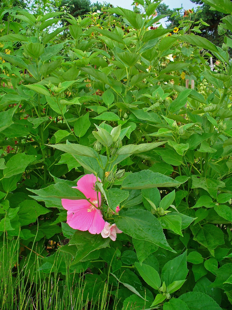 <p>swamp mallow</p>