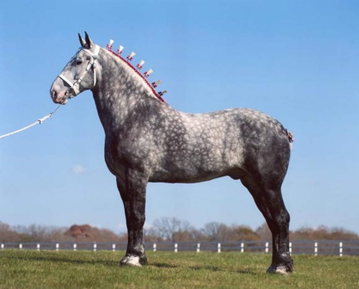 <p>- Draft Horse</p><p>- Originated in France</p><p>- Grey, black, or a combination</p><p>- No feathering on legs</p><p>- Much knee & hock action</p>