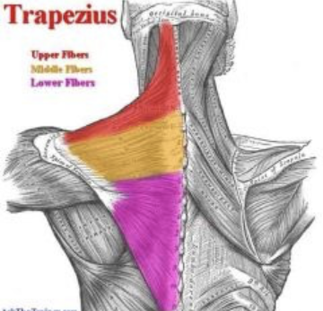 <p>Action: Scapular elevation, upward rotation</p><p>Origin: Superior nuchal line</p><p>Insertion: Lateral clavicle</p><p>Innervation: Spinal accessory nerve CN XI</p>
