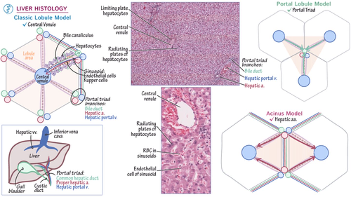 <p>specialized regions within the liver where blood vessels, ducts, and other structures enter and exit. </p><p>They play a crucial role in the liver's functions, such as processing nutrients, detoxification, and producing important proteins.</p>