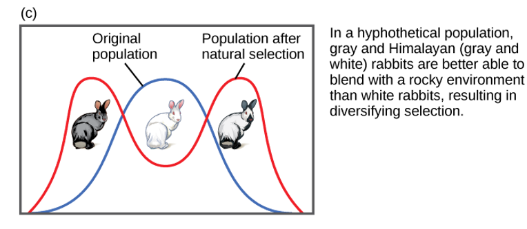 <p>-two or more extreme phenotypes are selected for, while the average phenotypes is selected against </p><p>-acting against intermediate forms, it increases genetic variance within a population and can lead to the splitting of a population into two distinct, specialized groups</p>