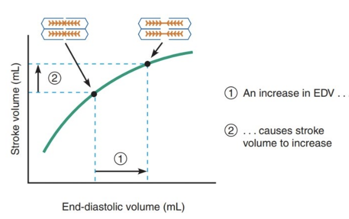 <ul><li><p>Stroke volume is proportional to preload (volume of blood in ventricles before contractions) (end diastolic pressure stretches the walls of ventricles to largest dimensions)</p></li><li><p>Volume ejected = pressure</p></li><li><p>Greater amount of blood in ventricles increases contractile strength of ventricles increasing stroke volume.</p></li><li><p>Myocardium is stretched more (more volume) increasing sarcomere length, increased sensitivity to Ca<sup>2+</sup>, resulting in stronger contractions.</p></li><li><p>Ensures all blood entering the ventricles is expelled and both sides have the same cardiac output.</p></li><li><p>Allows the demands of circulation to regulate cardiac output. </p></li></ul><p></p>