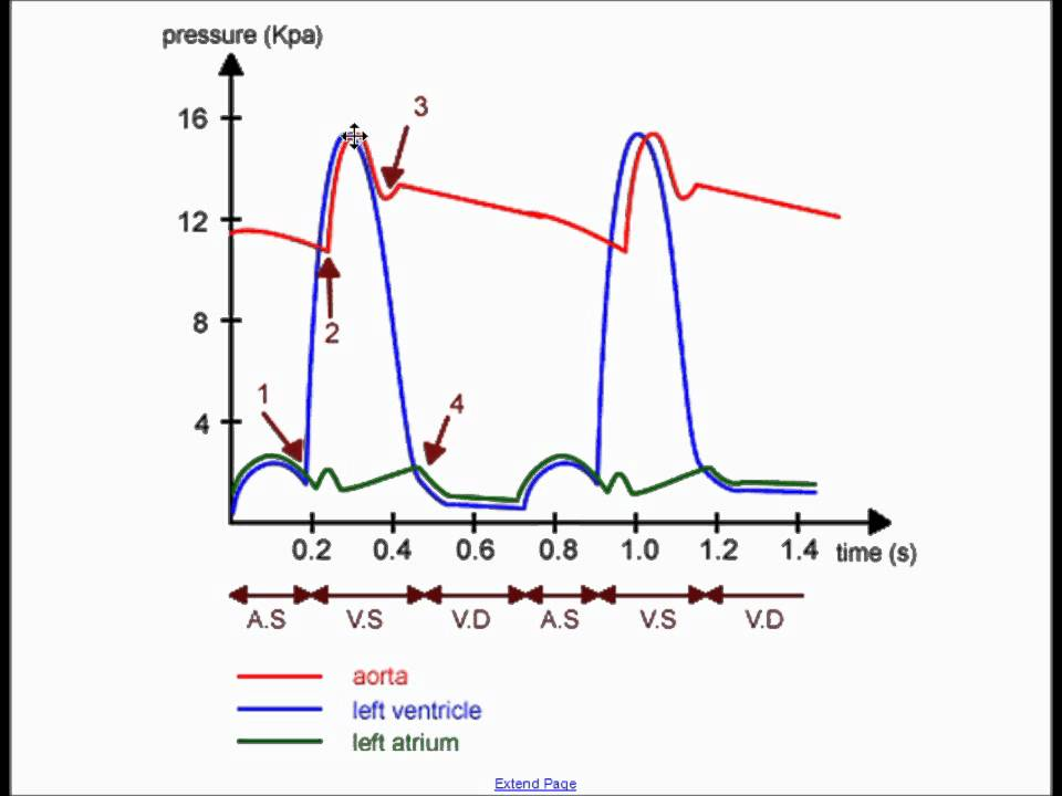 <p>How to calculate heart rate from the cardiac cycle graph?</p>
