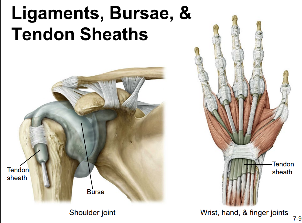 <ul><li><p>bursa: thin connective tissue sac filled w/ lubricating liquid</p><ul><li><p>located in regions where skin, ligaments, muscles, or muscle tendons can rub against each other</p></li><li><p>reduce friction by sep’ing the adjacent structures, preventing them from rubbing directly against each other</p></li><li><p>classified by location: subcutaneous bursa = located b/t the skin and an underlying bone</p></li></ul></li><li><p>tendon sheath:</p><ul><li><p>similar in structure to a bursa</p></li><li><p>connective tissue sac that surrounds a muscle tendon at places where the tendon crosses a joint</p></li><li><p>contains a lubricating fluid that allows for smooth motions of the tendon during muscle contraction and joint movements</p></li></ul></li><li><p>menisci:</p><ul><li><p>c-shaped fibrocartilage structure located b/t the articulating bones</p></li><li><p>can unite the bones of the joint to each other, provide shock absorption and cushioning between the bones, can smooth the movements b/t the articulating bones</p></li></ul></li><li><p>articular disc:</p><ul><li><p>like minisci, but small and oval-shaped</p></li><li><p>same functions as menisci</p></li></ul></li><li><p>tendon:</p><ul><li><p>dense connective tissue structure that attaches muscle to bone</p></li><li><p>works with muscle to&nbsp;resist forces &amp; support the joint</p><ul><li><p>stabilize the joint</p></li><li><p>esp. important for shoulders</p></li></ul></li></ul></li></ul><p></p>