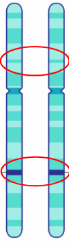 <ul><li><p>The position of a gene or other DNA sequence on a chromosome</p></li></ul><p></p>