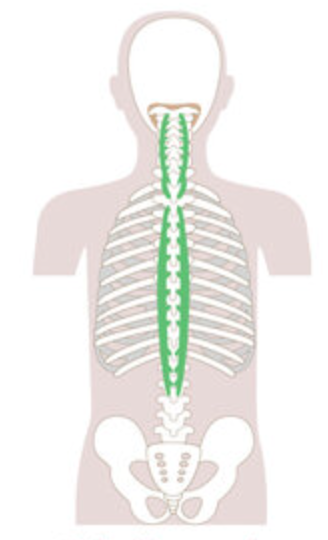 <p>Origin: SP of C7-lumbar vertebrae</p><p>Insertion: SP of axis and thoracic vertebrae</p><p>Action: (bilaterally) extension. (unilaterally) lateral flexion</p>