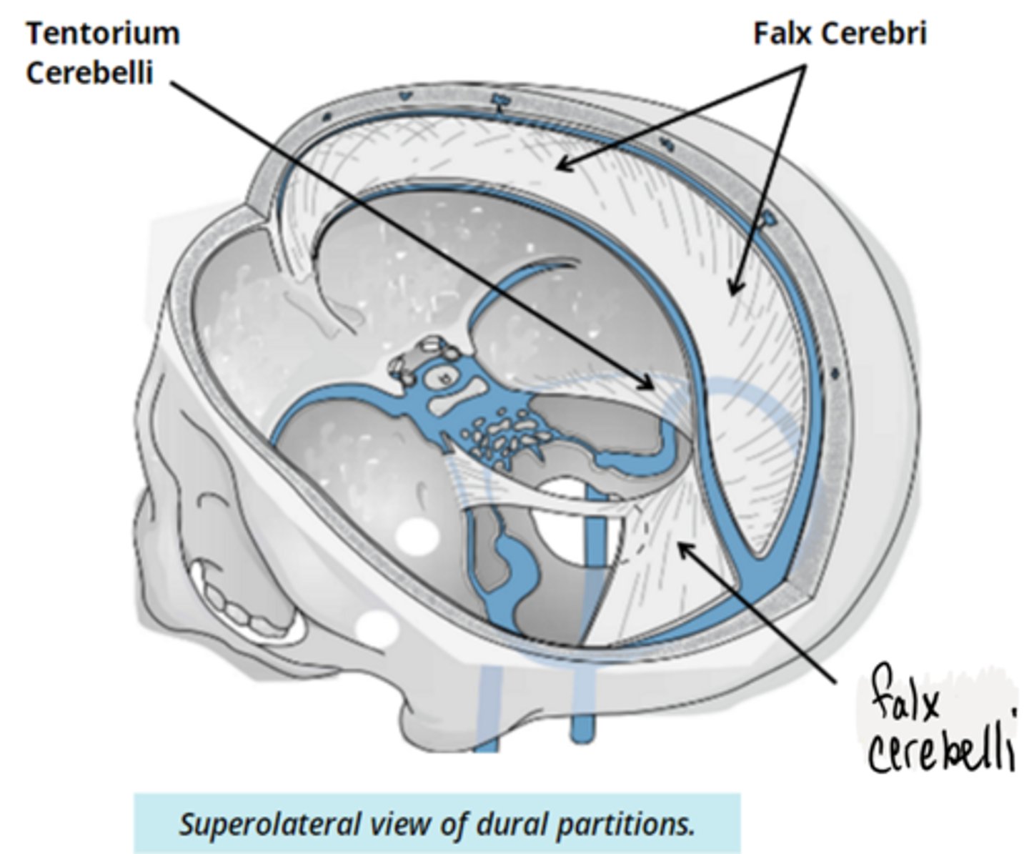 <p>the dura mater also invaginate to:</p><p>- the longitudinal tissue, creating the FALX CEREBRI between the cerebral hemispheres </p><p>- the lateral fissure between the cerebrum and the cerebellum, known as the TENTORIUM CEREBELLI</p><p>- in the space at the middle of the cerebellum, known as the FALX CEREBELLI</p>