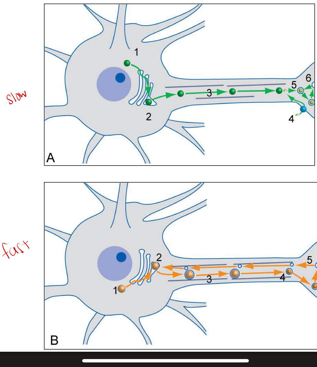 <p>Axons &amp; terminals require transport for all proteins, many membrane components</p><p>• <strong>Fast (orthograde) transport </strong>moves large particulate and <strong>non-soluble materials </strong>at a rate of <strong>400</strong> <strong>mm/day</strong></p><p>• <strong>Slow transport</strong>: generally dissolved substances at a rate of <strong>1 mm/day</strong></p><p>Forward direction from cell body to synaptic terminal.</p><p>• <strong>Retrograde transport</strong> <strong>recycles</strong> materials, carries chemical signals at <strong>200 mm/day</strong></p><p>• Both orthograde and retrograde transport have been utilized to study connections between parts of the nervous system by injection of tracers</p>