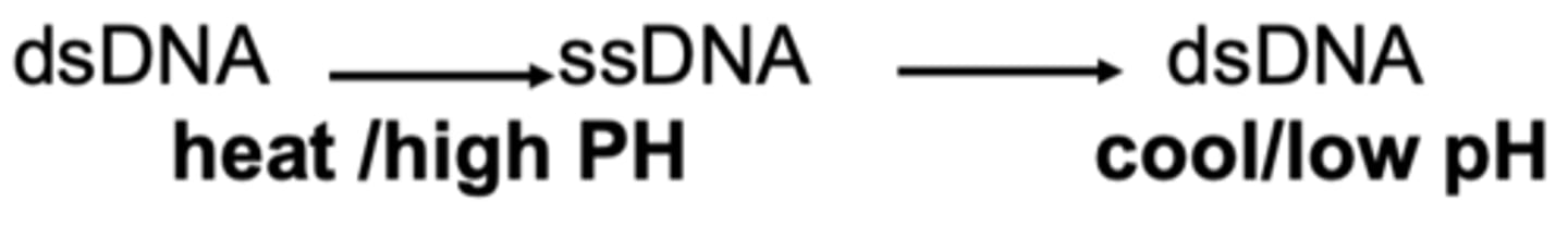 <p>separation of complementary strands</p><p>-heating and high PH</p>