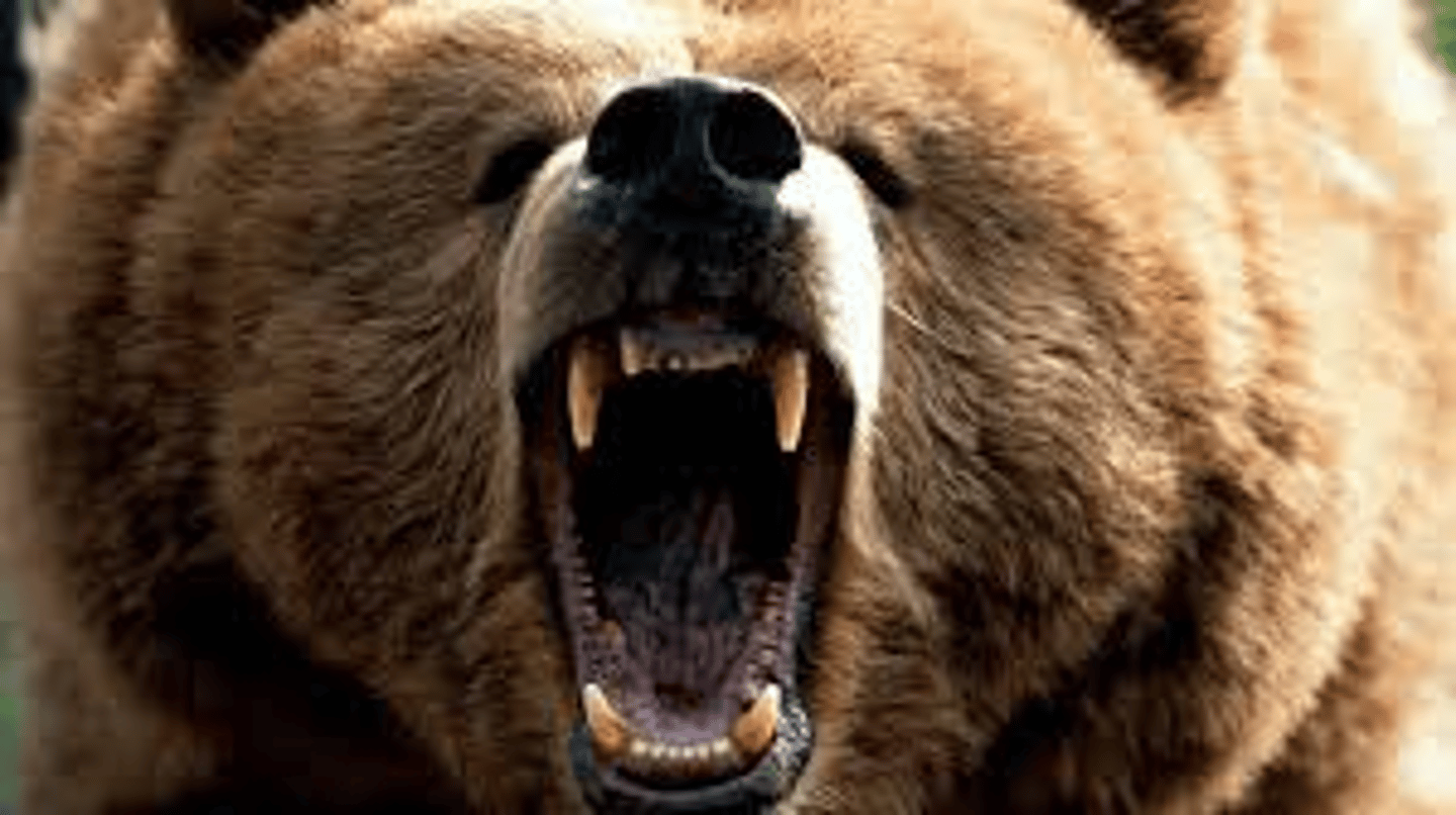 <p>making a long deep angry sound</p>