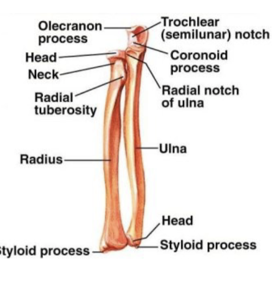 <p><strong>medial and longer of the 2 forearm bones</strong></p>