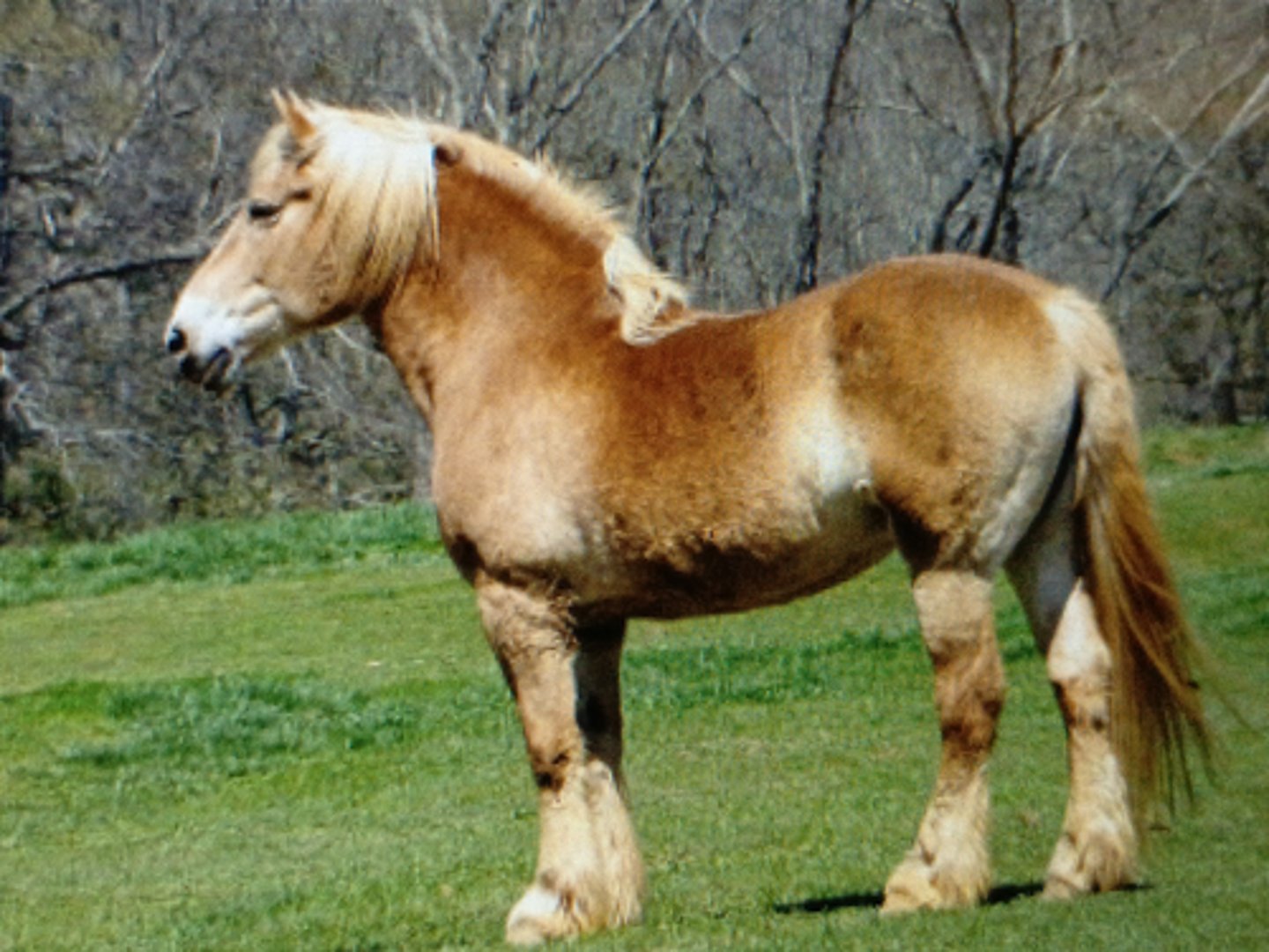 <p>Origin: Belgium</p><p>¡ "Brabant"</p><p>¡ Descended from war</p><p>horses in Middle Ages</p><p>¡ Heavy farm horse -</p><p>powerful, tall, massive</p><p>horses</p><p>¡ Height: 16-18hs</p>