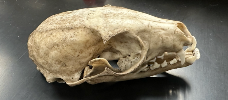 <p>Procyonidae 2 </p>