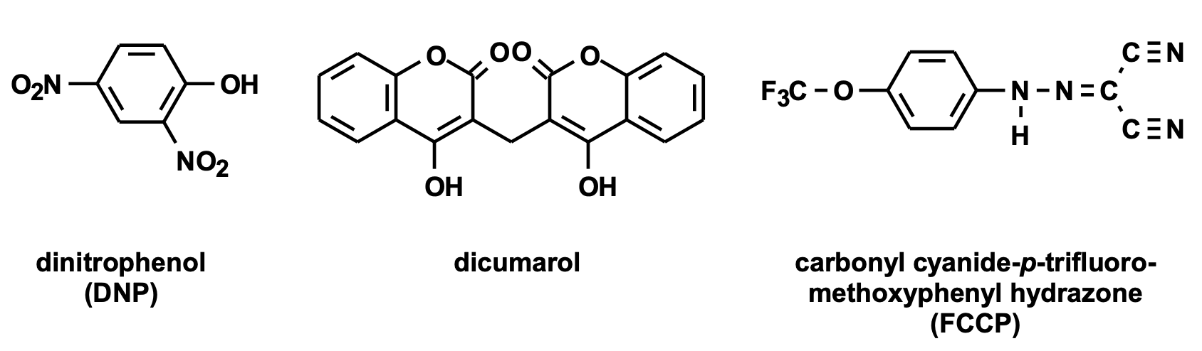 <ul><li><p>ETC will still run, but not making ATP so it becomes futile, just using up resources</p></li><li><p>molecules:</p><ul><li><p>all are hydrophobic (dissolved in membrane)</p></li><li><p>need weakly acidic or basic FGs: </p><ul><li><p>easily lose H<sup>+</sup> at physiological pH</p></li><li><p>pKa near physiological pH</p></li><li><p>dissipate gradient via acid-base chemistry</p></li></ul></li></ul></li></ul>