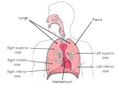 Lungs 