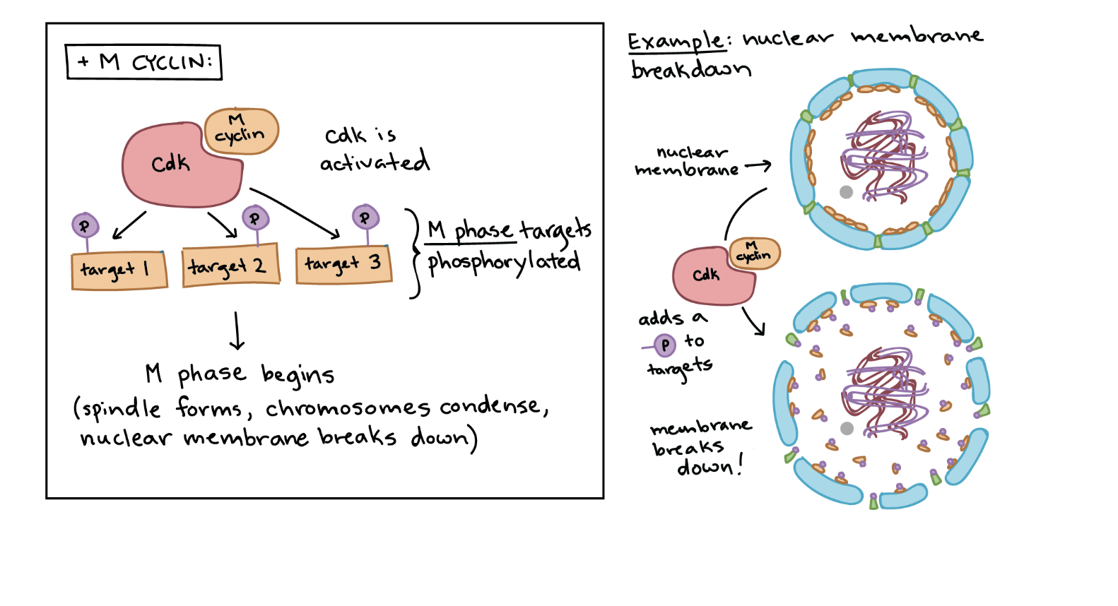 <p>Maturation promoting growth factor</p>