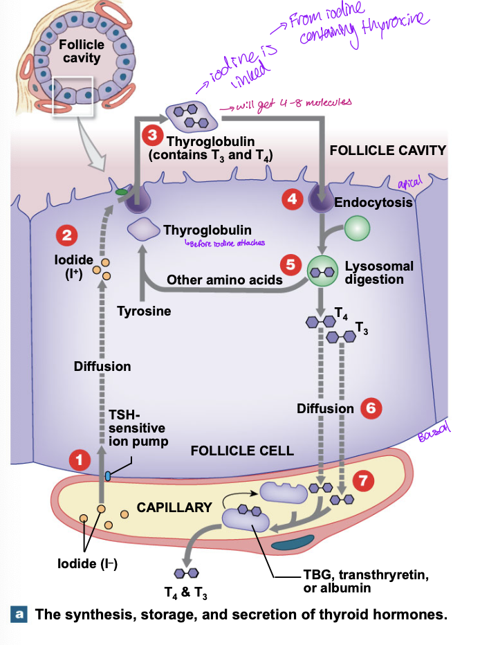 <ul><li><p>diffuseion of iodine through a TSH sensitive ion pump </p></li><li><p>Iodine diffuses through to the apical surface of the folicle cell </p></li><li><p>tyrosine portion of thyroglobin binds the iodine atoms </p></li><li><p>iodine containing thyrosine molecules links to form T3 and T4 </p></li><li><p>follucle cells move the thyroglobin from the follicles by endocytosis </p></li><li><p>lysosome cells break down thryoglobulin and the AA and thyroid hormones enter the cytoplasm </p></li><li><p>released t3 and t 4 diffuse from follicle cell into bloodstream and bind transport proteins </p></li></ul><p></p>